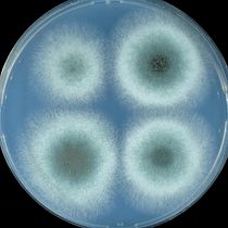 Bacteria vs Hongo. Un proyecto de Desarrollo Web, Programación, Inteligencia Artificial e IA para programación de jrzrms - 05.01.2025