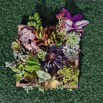 CUADRO VIVO. Een project van L, scaping,  Interieurdecoratie, DIY, Interieurontwerp y Bloem- en plantenschikken van ing.agro.indra - 13.01.2025