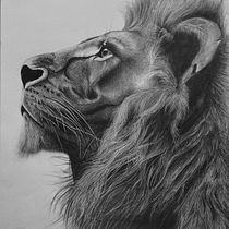 Dessin naturaliste d'animaux au crayon graphite. Drawing, Traditional illustration, Naturalistic Illustration, and Pencil Drawing project by Mélanie MATTEI - 01.17.2025
