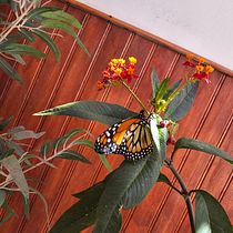 Una Mariposa. Marketing, Advertising, Mobile Photograph, Product Photograph, Photograph, Social Media, Instagram, Instagram Photograph, Lifest, le Photograph, and Mobile Marketing project by Viviana Contreras Acuña - 01.19.2025