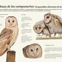 Infografía de la lechuza de los campanarios Ein Projekt aus dem Bereich Realistische Zeichnung, Traditionelle Illustration, Digitale Illustration, Naturalistische Illustration und Präsentationsdesign von Valeria Ortiz Martinez - 22.01.2025