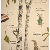Abschlussprojekt vom Kurs *Botanische Aquarellmalerei von Naturmotiven*. Ilustração botânica, Artes plásticas, Ilustração naturalista, Pintura, e Pintura em aquarela projeto de Marleen Utech - 24.01.2025