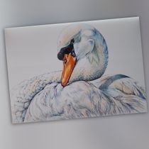 La Grazia del Cigno. Un proyecto de Dibujo, Bellas Artes, Ilustración naturalista				, Dibujo a lápiz, Dibujo realista y Pintura a la acuarela de Claudia Foroni - 28.01.2025