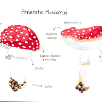 Ilustración cuaderno botánico. Projekt z dziedziny Trad, c, jna ilustracja, Malowanie akwarelą, R, sunek botaniczn i Sketchbook użytkownika Natalia Alfaro Alfaro - 31.01.2025