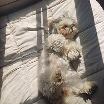 Picture of my dog. Photographic Composition, Photograph, and Digital Photograph project by pazma8230 - 02.03.2025