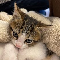 Proyecto de modelo perros y gatos. Un proyecto de Desarrollo Web, Programación, Inteligencia Artificial e IA para programación de darlinhawaii - 05.02.2025
