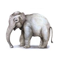 Elefante asiático en acuarelas. Realistic Drawing, Traditional illustration, Naturalistic Illustration, and Watercolor Painting project by Lea Prado - 02.07.2025