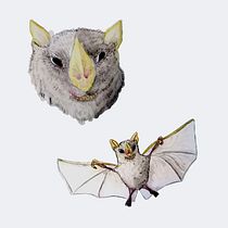Murciélago Blanco . Desenho realista, Ilustração tradicional, Ilustração naturalista, e Pintura em aquarela projeto de isabelasosalovo - 21.02.2025