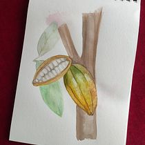 Cacao Pods. Botanical Illustration, Naturalistic Illustration, Painting, and Watercolor Painting project by Atenea Camacho - 02.22.2025