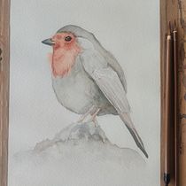 Petirojo. Desenho realista, Ilustração tradicional, Ilustração naturalista, e Pintura em aquarela projeto de Juan Freddy Abarca Cordero - 02.03.2025