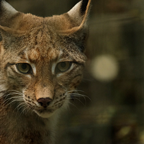 Animais em Via de Extinção em Portugal. Un projet de Développement web , et Programmation de Joao Pinto - 20.03.2025