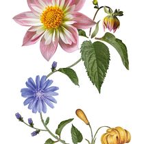Acuarela realista composición Dahlia. Botanical Illustration, Drawing, Traditional illustration, Painting, and Watercolor Painting project by camila espitia - 03.22.2025