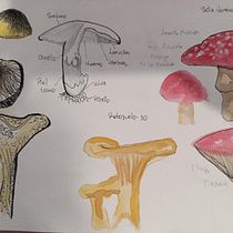 Resultado del Curso. Projekt z dziedziny Trad, c, jna ilustracja, Malowanie akwarelą, R, sunek botaniczn i Sketchbook użytkownika Angeli Rodriguez Infante - 24.03.2025