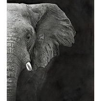 Majestic. Realistic Drawing, Drawing, and Pencil Drawing project by Alan Byrom - 03.28.2025