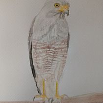 Halcón caminero. Traditional illustration, Naturalistic Illustration, and Watercolor Painting project by paumont25 - 04.05.2025