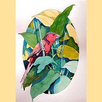 "Red bird" Ink Illustration: Develop Your Visual Language Ein Projekt aus dem Bereich Zeichnung, Editorial Illustration, Bildende Künste und Illustration mit Tinte von Karina Mosegård - 25.04.2025