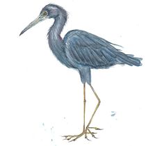 Garza azul y colibrí. Desenho realista, Ilustração tradicional, Pintura em aquarela e Ilustração naturalista projeto de gemmapadrosa - 27.04.2025