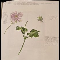 Botanical Watercolour Sketchbook - Sarah Jane Woodruff. Projekt z dziedziny Trad, c, jna ilustracja, Malowanie akwarelą, R, sunek botaniczn i Sketchbook użytkownika sjwsarahjane - 03.05.2025