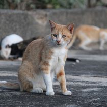 Diseño de arte para Gran Rifa Pro Fondos a beneficio de Refugio Felino MIRAQUELINDO . Un proyecto de Br, ing e Identidad, Diseño gráfico, Diseño para Redes Sociales y Diseño Web de NELA CONDE DESANTIS - 03.05.2025