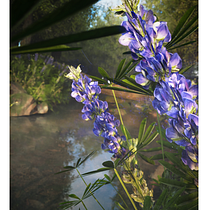 Creacion de Paisaje Naturaleza Realista C4D Y Octane Render. 3D, 3D Design, 3D Modeling, Art Direction, Concept Art, and Naturalistic Illustration project by Mija - 05.08.2025