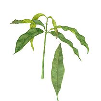 Botanical illustration and a stationery set. Fine Arts, Drawing, Traditional illustration, Painting, Watercolor Painting, and Botanical Illustration project by Sofia P. - 05.08.2025