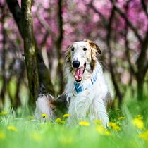 The Borzoi. Photograph, Portrait Photograph, Lifest, le Photograph, Documentar, and Photograph project by olciiik - 05.09.2025