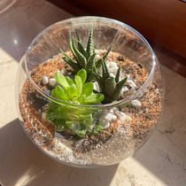 Progetto finale: arte vegetale, crea un terrario aperto. Un proyecto de Decoración de interiores, Diseño de interiores, DIY, Paisajismo, Diseño floral y vegetal de albotteghino23 - 10.05.2025