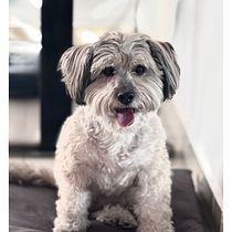 Dog’s soul. Un proyecto de Fotografía para Instagram, Fotografía con móviles y Fotografía en exteriores de Fer Mendoza - 11.05.2025