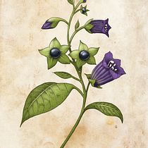 Final Project: Belladonna. Digital Illustration, Digital Painting, Drawing, Traditional illustration, Naturalistic Illustration, and Realistic Drawing project by Nicola McIntosh - 05.13.2025
