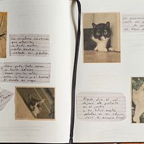 Mis gatos - Fotopoesía. Een project van Digitale fotografie y Fotografie van Esteban Gutiérrez Vargas - 19.05.2025