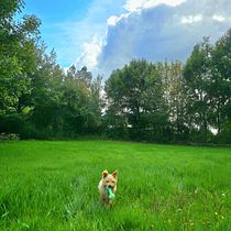 Budy. Documentar, Photograph, Lifest, le Photograph, Mobile Photograph, Outdoor Photograph, Photograph, and Social Media project by Patricio Epul Huircán - 05.20.2025