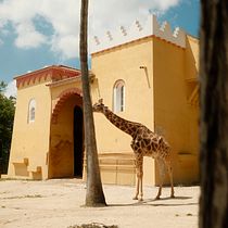 Um dia no jardim zoológico  Ein Projekt aus dem Bereich Fotografische Komposition, Fotografie und Digitalfotografie von sarafmmendes - 21.05.2025