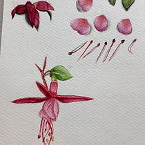 Dibujo Pendientes de la Reina Ein Projekt aus dem Bereich Bildende Künste, Zeichnung, Traditionelle Illustration, Malerei, Aquarellmalerei und Botanische Illustration von Jennifer CF - 22.05.2025