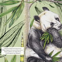 Colección Naturalista ⃒ Panda Gigante. Un proyecto de Ilustración botánica, Ilustración digital, Ilustración tradicional, Ilustración con tinta, Ilustración naturalista				, Pintura y Pintura a la acuarela de Diana Olvera - 23.05.2025