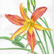 Hemerocallis en Bogotá. Un proyecto de Ilustración botánica, Pintura y Pintura a la acuarela de andresbernalcol - 23.05.2025