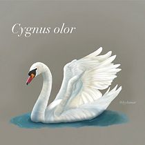 Cygnus olor Ein Projekt aus dem Bereich Realistische Zeichnung, Traditionelle Illustration, Digitale Illustration und Naturalistische Illustration von Lydia Lara Martínez - 23.05.2025