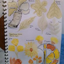 Acuarelas botánicas . Een project van Craft, Kleurentheorie, DIY,  Beeldende kunst, Schilderij y Aquarelschilderen van jianluvafa - 31.05.2025