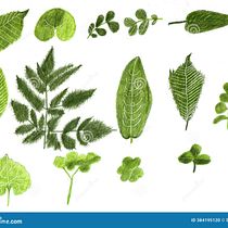 Waldblätter . Traditional illustration, Botanical Illustration, Fine Arts, Gouache Painting, and Watercolor Painting project by Martina Ledermann - 05.31.2025