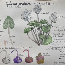 Cuaderno de especies vegetales de Cambrils. Projekt z dziedziny Trad, c, jna ilustracja, Malowanie akwarelą, R, sunek botaniczn i Sketchbook użytkownika Ángela Guillén Lara - 01.06.2025