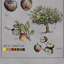 Sketch botanico. Botanical Illustration, Drawing, Traditional illustration, Ink Illustration, Sketchbook, and Sketching project by y7dfcnx8rv - 06.01.2025