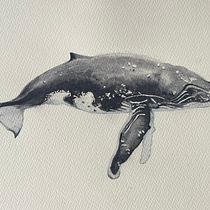 Whale illustrations. Un projet de Illustration naturaliste, Peinture, Aquarelle , et Beaux Arts de susannahrthompson - 02.06.2025