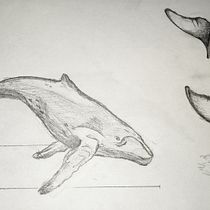 Ballena Melissa Ein Projekt aus dem Bereich Naturalistische Illustration, Malerei, Aquarellmalerei und Bildende Künste von meliqp03 - 06.06.2025