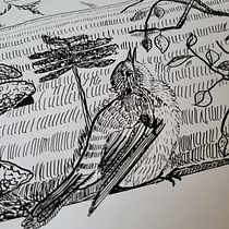 Illustration à l'encre et à la plume : représentez le monde naturel. Artistic Drawing, Drawing, Ink Illustration, Naturalistic Illustration, Sketchbook, and Sketching project by Solweig Gerbier - 06.08.2025