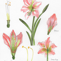 Ilustración botánica flor SUEGRA-NUERA Ein Projekt aus dem Bereich Bildende Künste, Zeichnung, Traditionelle Illustration, Malerei, Aquarellmalerei und Botanische Illustration von Carmen DH - 08.06.2025