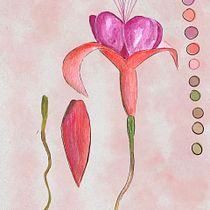 Ilustración botánica Ein Projekt aus dem Bereich Bildende Künste, Zeichnung, Traditionelle Illustration, Malerei, Aquarellmalerei und Botanische Illustration von Lyna Castañeda - 12.06.2025