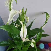 Decoração para quarto se casal. Projekt z dziedziny  Dekoracja wnętrz, Dekoracja wnętrz, Projektowanie wnętrz i Projektowanie przestrzeni użytkownika Francieli Martins Pereira - 18.06.2025