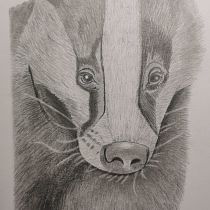 Modèles illustrés naturalistes. Desenho, Ilustração tradicional, Ilustração naturalista, e Desenho a lápis projeto de Bruno Fauconnet - 05.07.2025