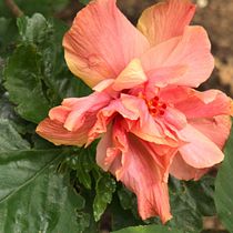 la flor de mi jardin. Photographic Composition, Photograph, and Digital Photograph project by alejandrosan_33 - 07.21.2025