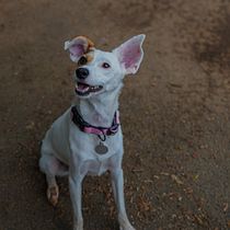 Nala . Photographic Composition, Photograph, and Digital Photograph project by Andrés Espinoza Mora - 07.23.2025