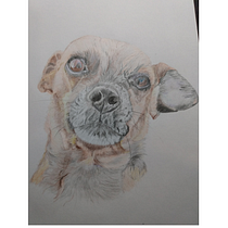 Pintura en lápices de colores, retrato de mi mascota. Traditional illustration, and Naturalistic Illustration project by claudiapatriciaperez23 - 07.24.2025